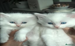 Mixed Breed cats for sale: Two beautiful princess  - Image 3