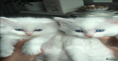 Mixed Breed cats - Advert 13