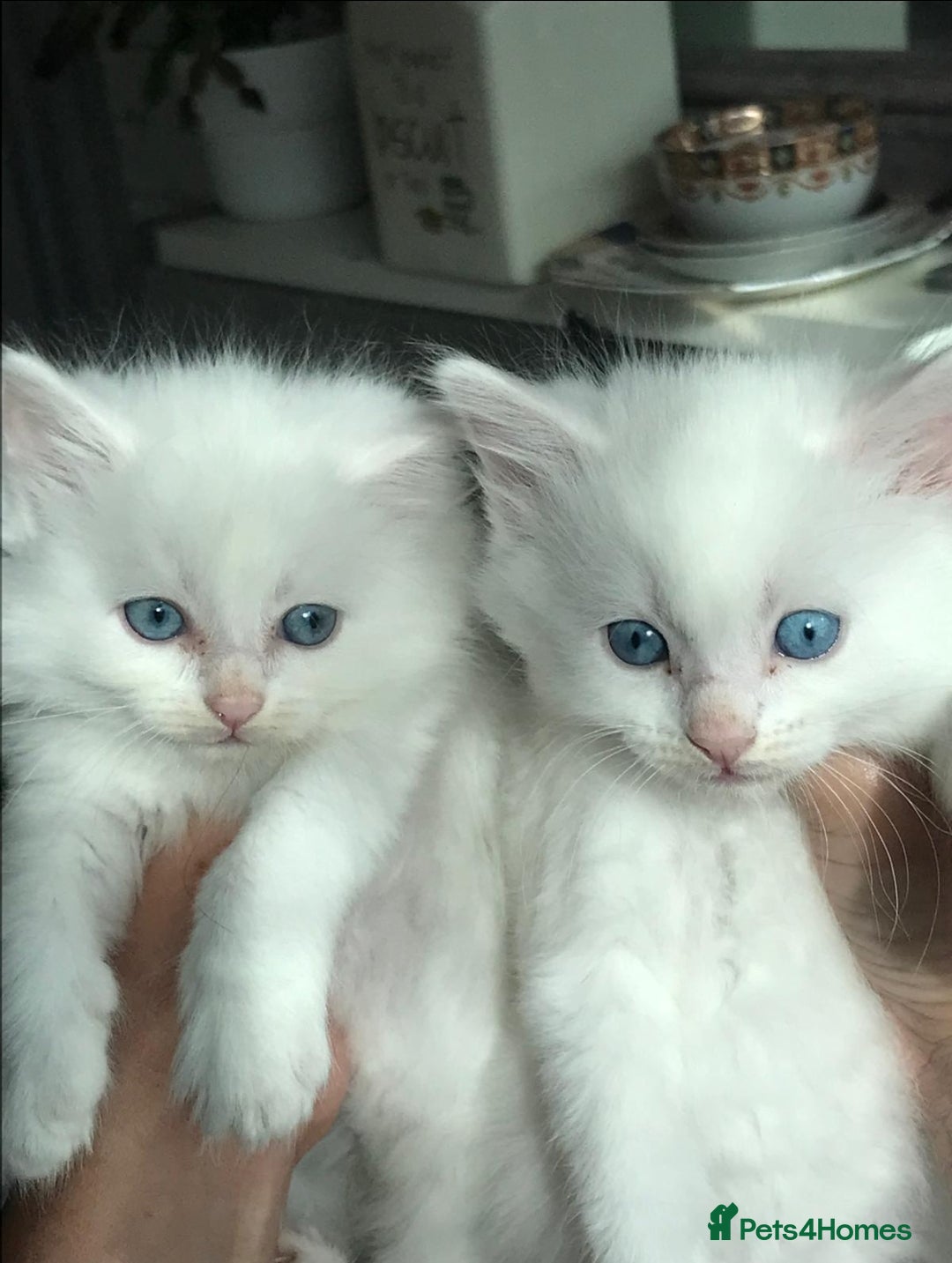 Mixed Breed cats for sale: Two beautiful princess  - Image 3