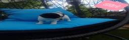 Chihuahua dogs for sale: Beautiful puppies for sale in Diss - Advert 6