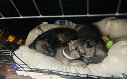 Jack Russell dogs for sale: Blue & Black Brindle Jack Russells - Image 35