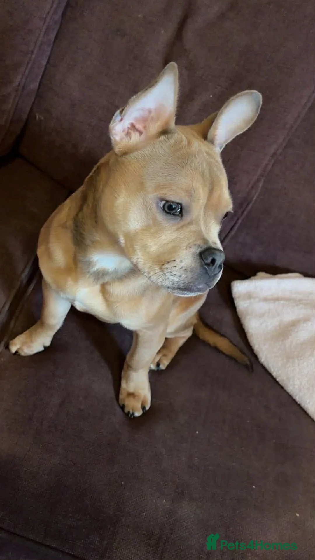 Mixed Breed dogs for sale: French staff - Advert 1