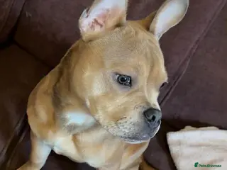 Mixed Breed dogs French staff - Advert 7