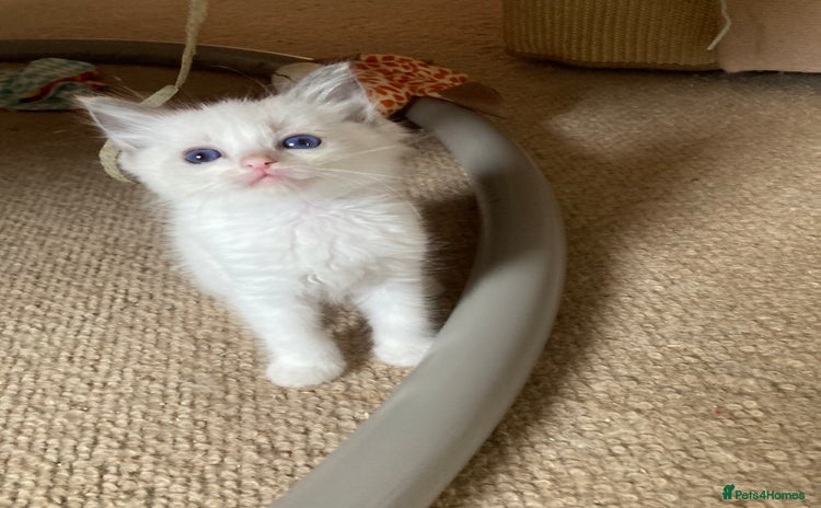 Ragdoll cats - Advert 6