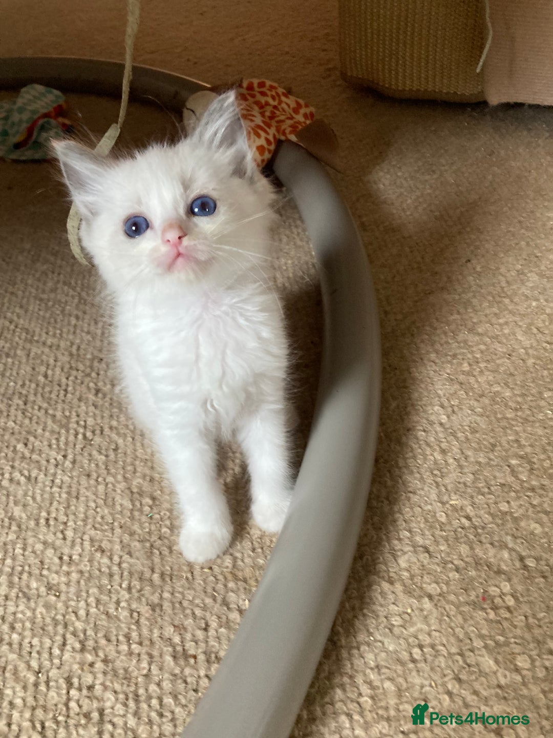 Ragdoll cats for sale: Ragdoll kitten READY NOW male and female £550 each - Image 1