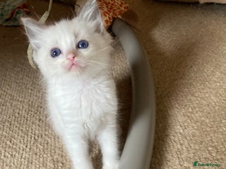 Ragdoll cats - Advert 1