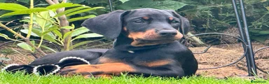 Dobermann Puppy 8