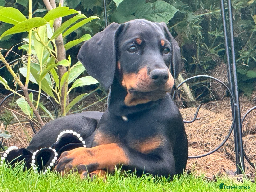 Dobermann dogs for sale: CHESHIRE WORLD CLASS DOBERMAN PUPPY - Advert 1