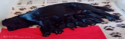 Cocker Spaniel dogs for sale: K C Registered, Extensively Health Tested Parents - Advert 3