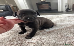 Mixed Breed dogs for sale: Pharaoh hound x whippet puppies  - Image 11