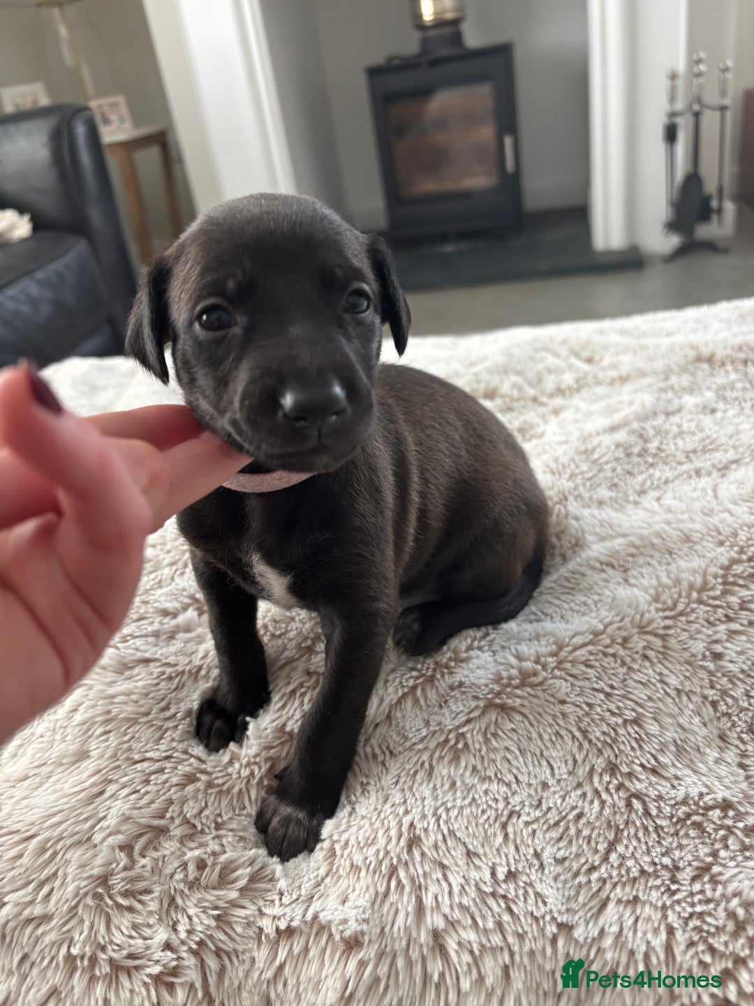 Mixed Breed dogs for sale: Pharaoh hound x whippet puppies  - Image 11