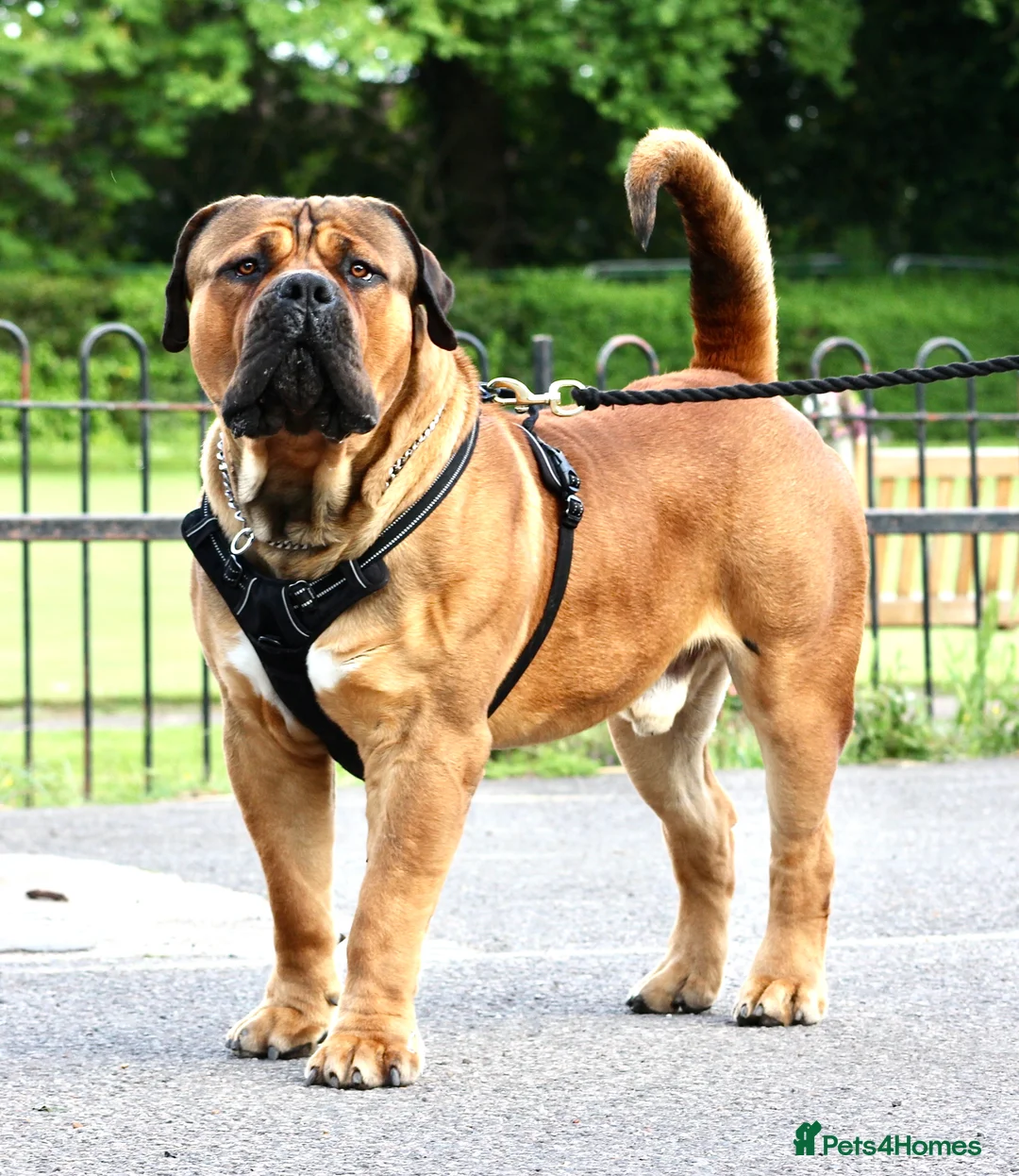 Gallery Image {{count}}