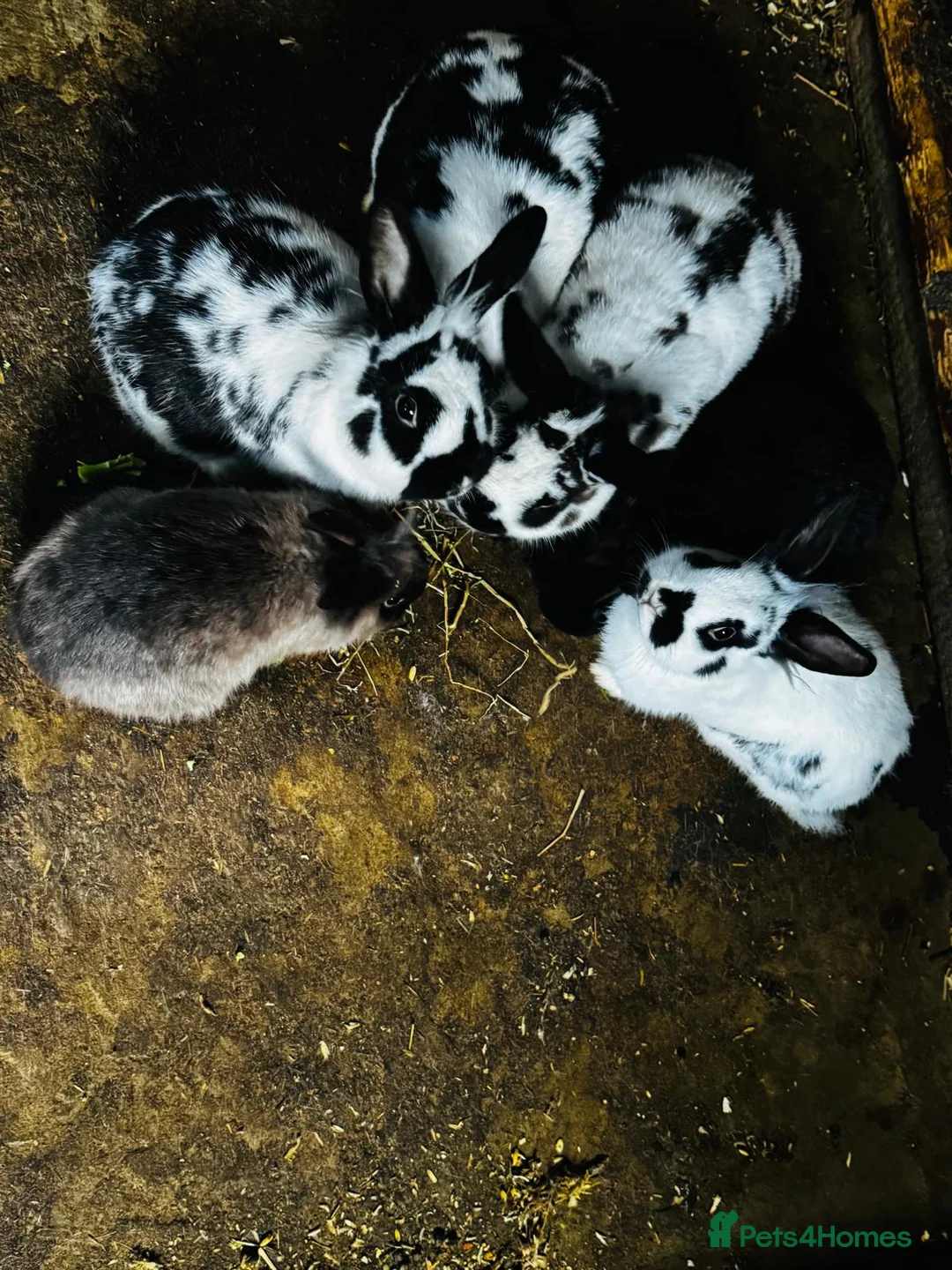 Continental Giant rabbits for sale: Continental Giant Rabbits - Advert 2