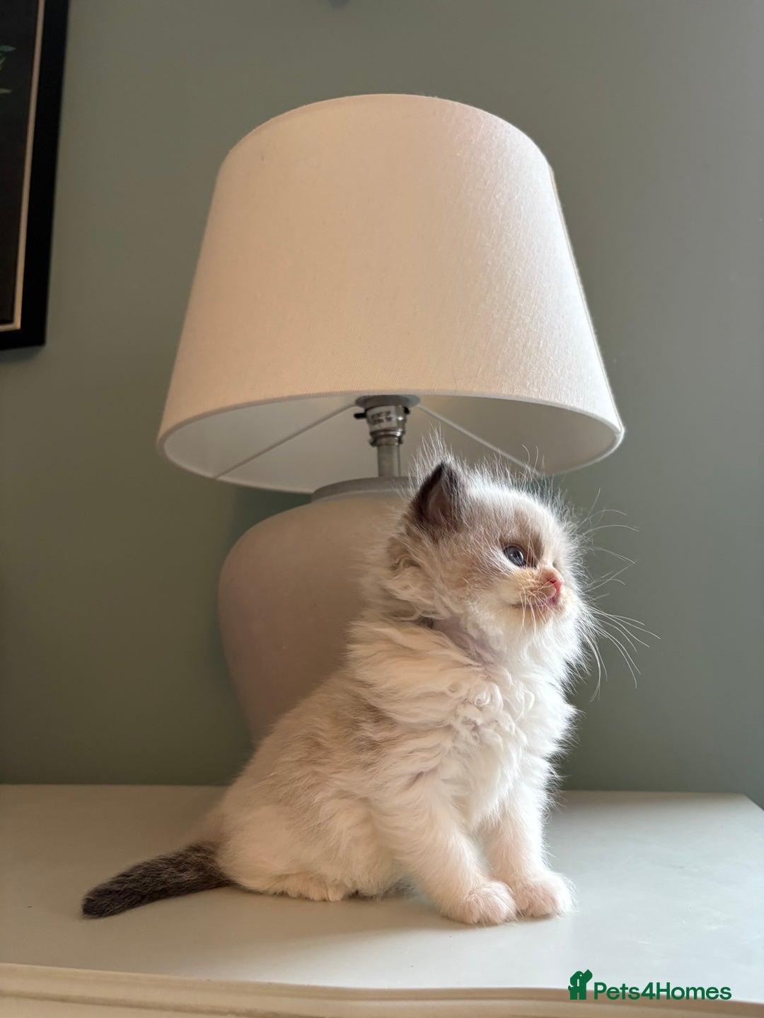 Ragdoll cats for sale: Genuine Ragdoll kittens from pedigree parents.  - Advert 5