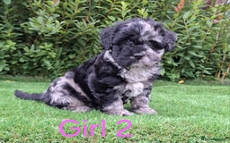 French Bulldog dogs for sale: French Bulldog Froodle Puppies  - Image 23