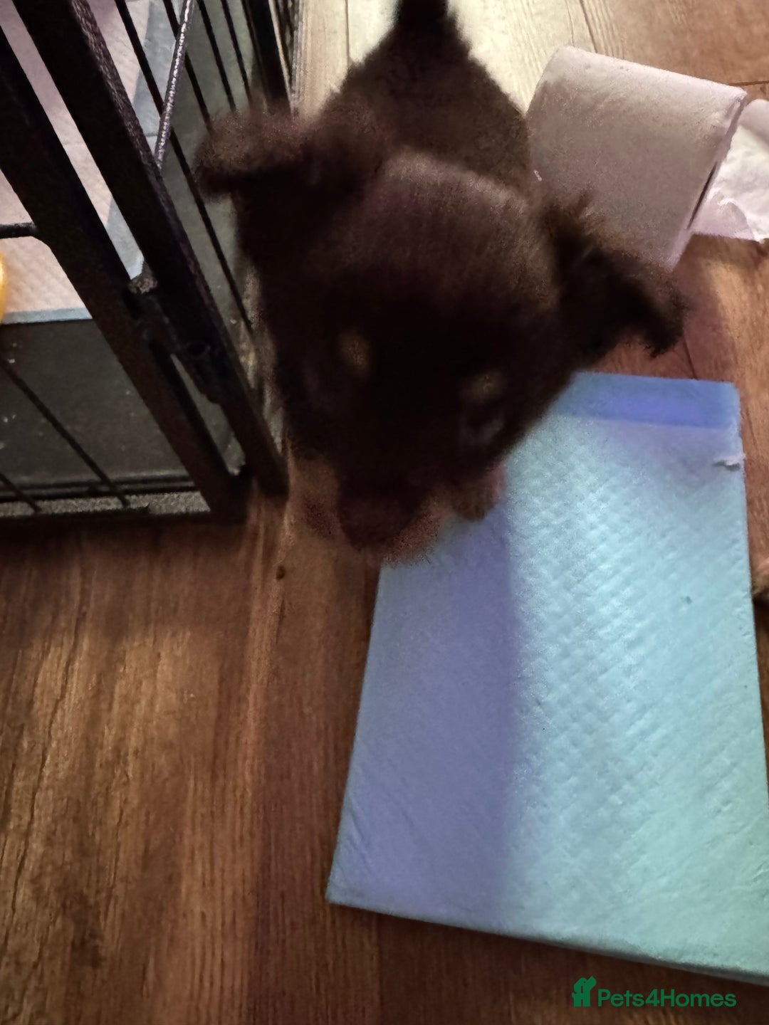 Chihuahua dogs for sale: chocolate boy black n tan boy creamish girl  - Advert 18