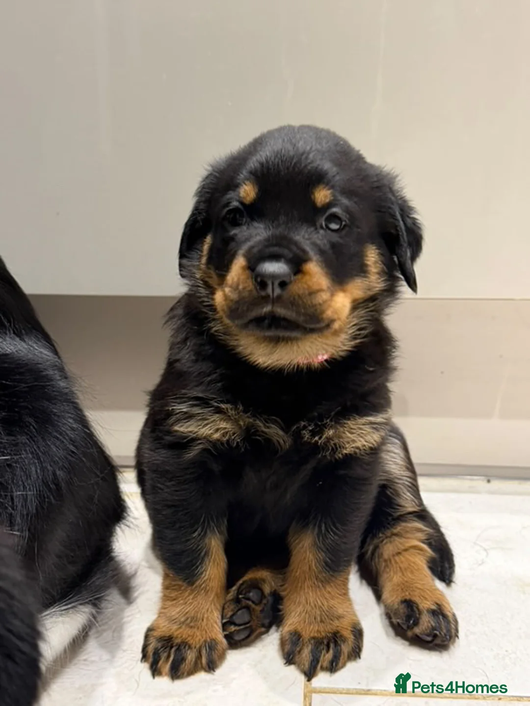 Rottweiler dogs for stud: Proven Health Tested Rottweiler Stud in Arrochar - Advert 9