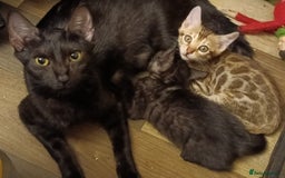 Bengal cats for sale: Bengal Mix Kittens High % Wild Asian Leopard Cat  - Image 23