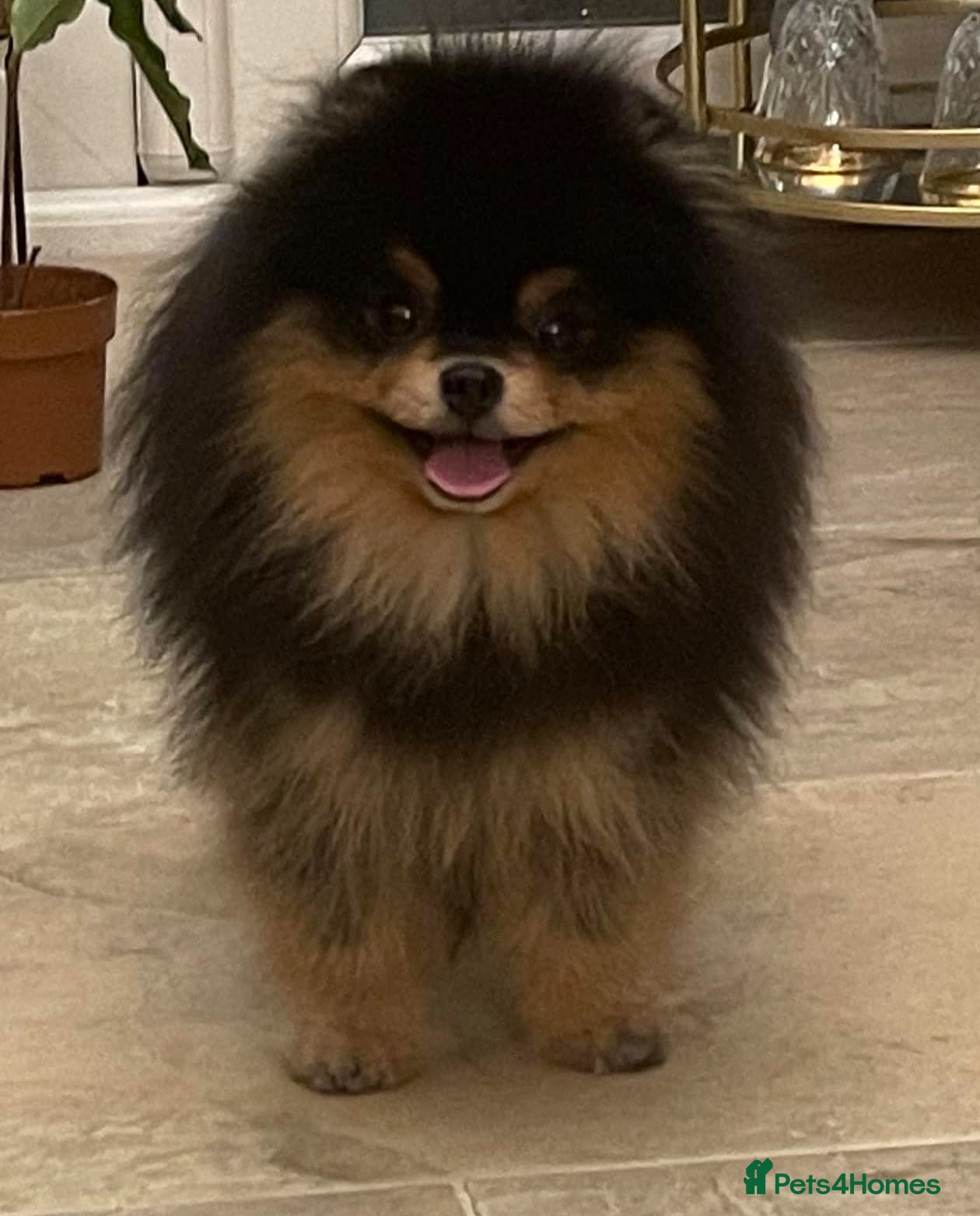 Pomeranian dogs  ** MALL  BLACK TAN BOY UNREAL KC REG in Pontefract - Advert 20