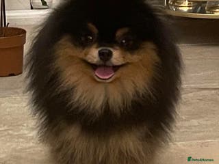 Pomeranian dogs ** MALL BLACK TAN BOY UNREAL KC REG in Pontefract - Advert 23