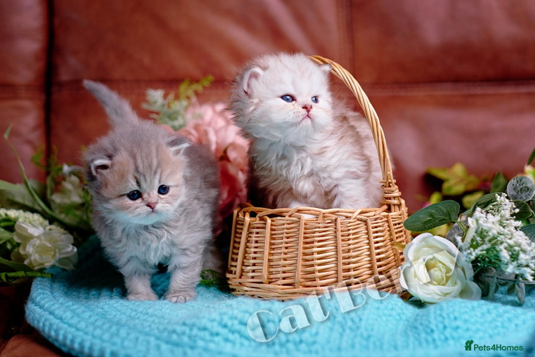 Persian cats for sale: Persian Chinchilla Kittens - Image 8