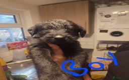 Labradoodle dogs for sale: 6x male 2x female labradoodle puppies - Image 6
