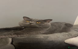 British Shorthair cats for sale: British shorthair Boys  - Advert 9