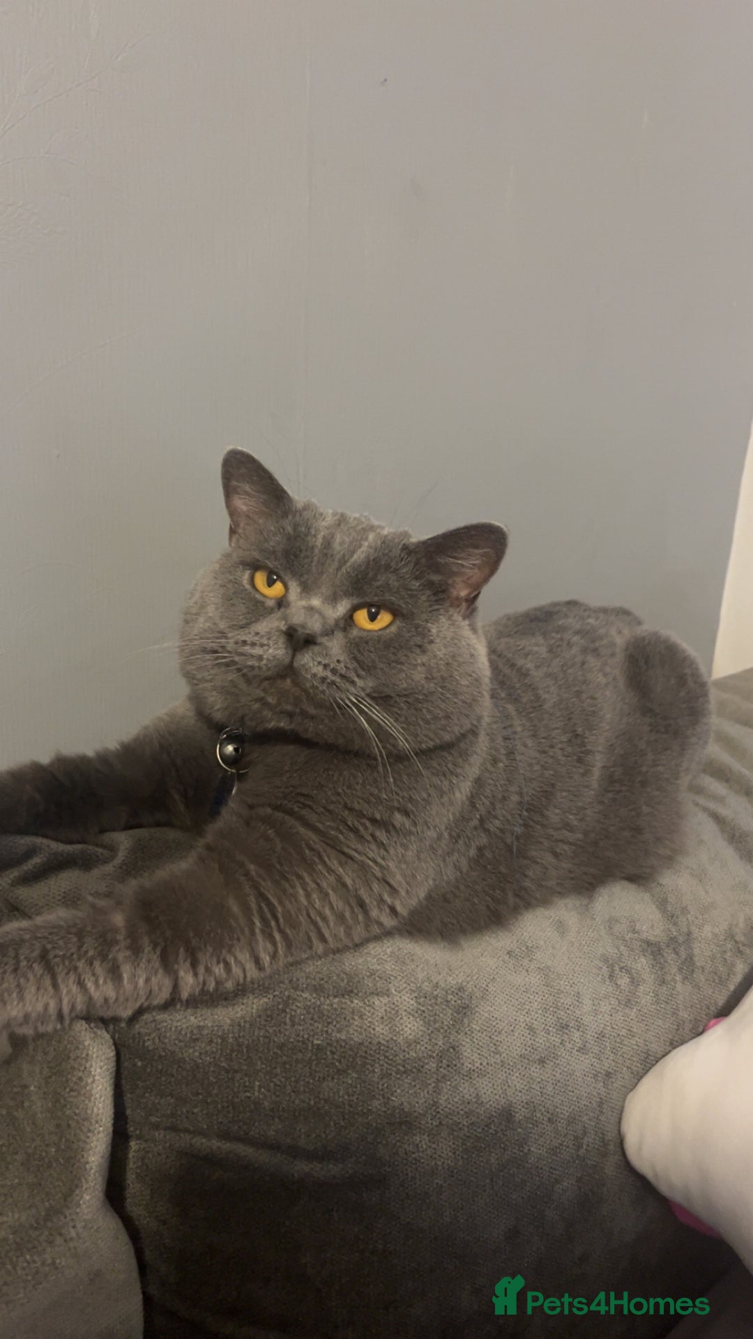 British Shorthair cats for sale: British shorthair Boys  - Advert 9