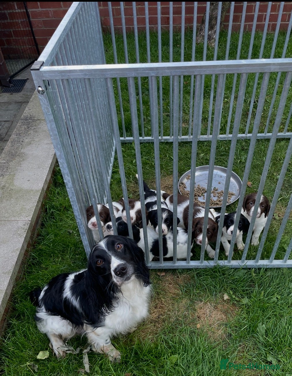 English Springer Spaniel dogs Exceptional KC Reg, ESS Pups, B/W & L/W - Advert 1