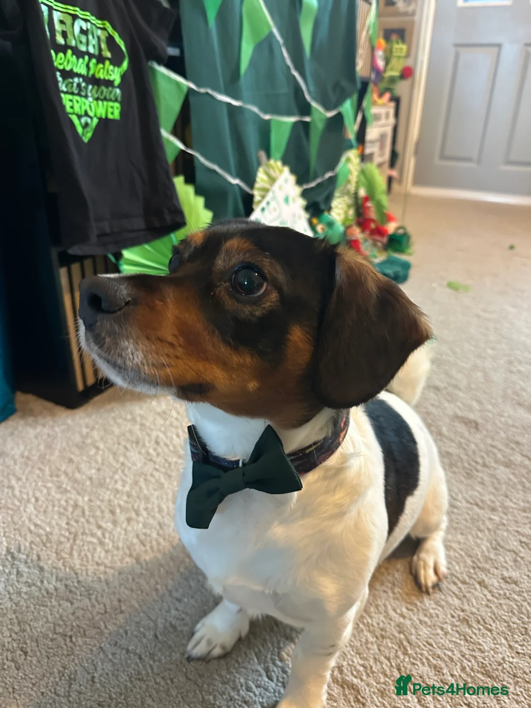 Mixed Breed dogs for sale: Looking for his forever home  in Sittingbourne - Advert 2