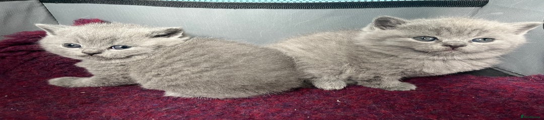 Kitten 3