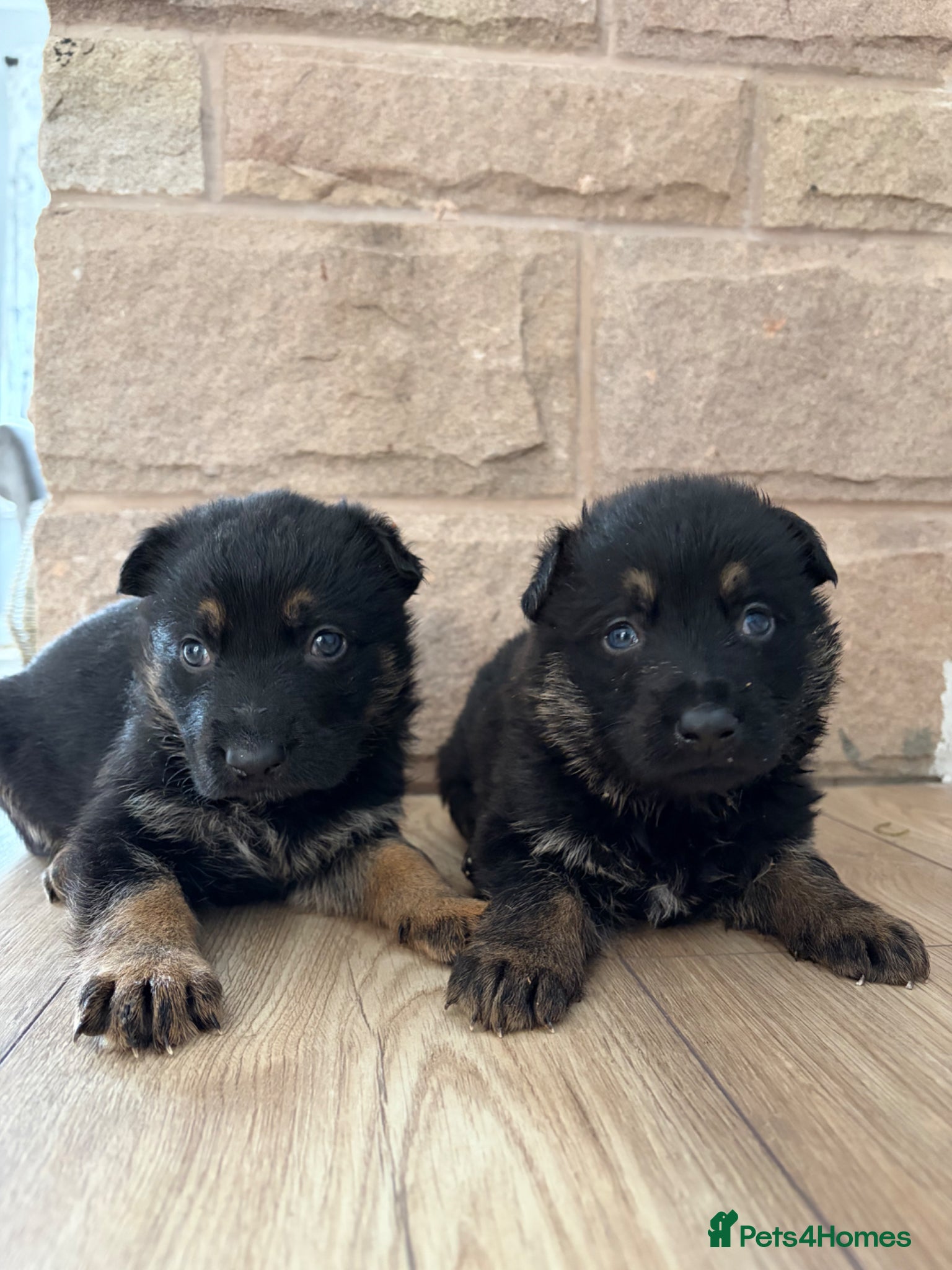 German Shepherd dogs Gorgeous purebred German shepherd puppies 2 LEFT - Advert 18