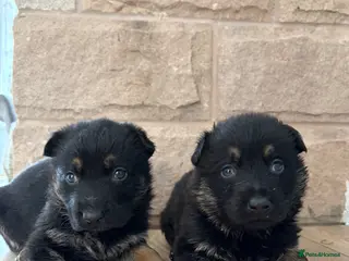 German Shepherd dogs Gorgeous purebred German shepherd puppies 2 LEFT - Advert 18