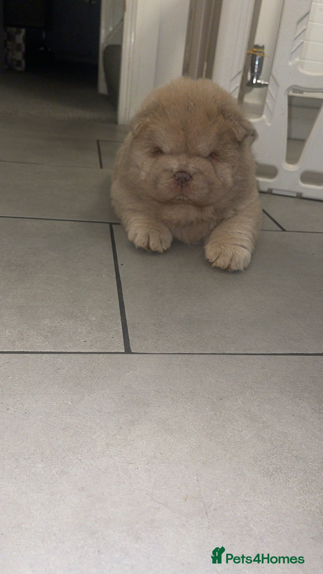 Chow Chow dogs for sale: Lilac boy chow chow  - Advert 3