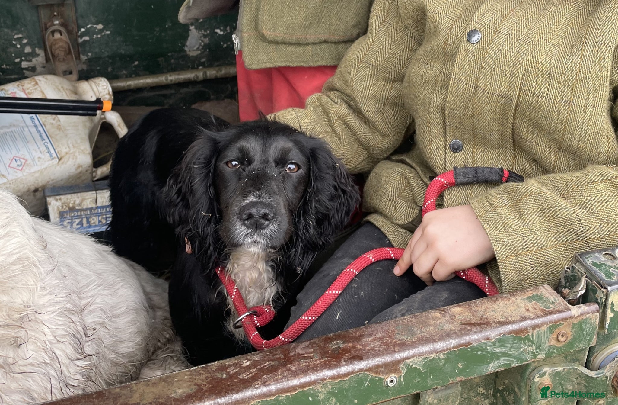 Cocker Spaniel dogs Working Cocker Spaniel Puppies - Advert 11