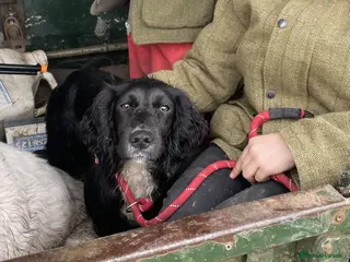 Cocker Spaniel dogs Working Cocker Spaniel Puppies - Advert 2