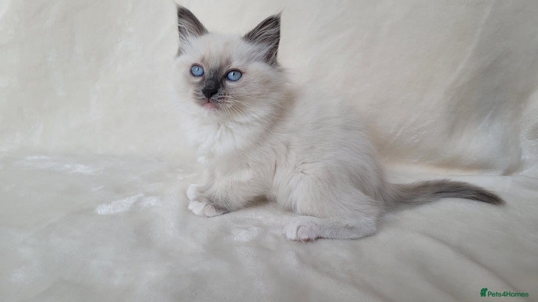 Ragdoll cats for sale: Ragdoll kittens for sale - Image 3