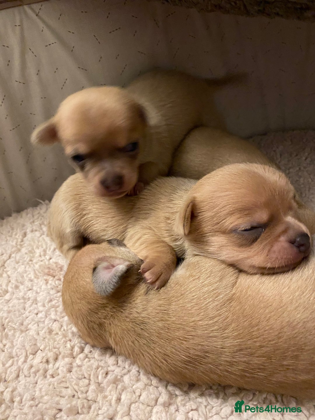 Chihuahua dogs for sale: Stunning Chihuahuas  - Advert 19