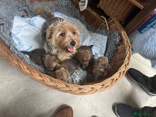 Norfolk Terrier dogs Norfolk Terrier Puppies for Sale – 1 Bitch 3 Dogs - Advert 1