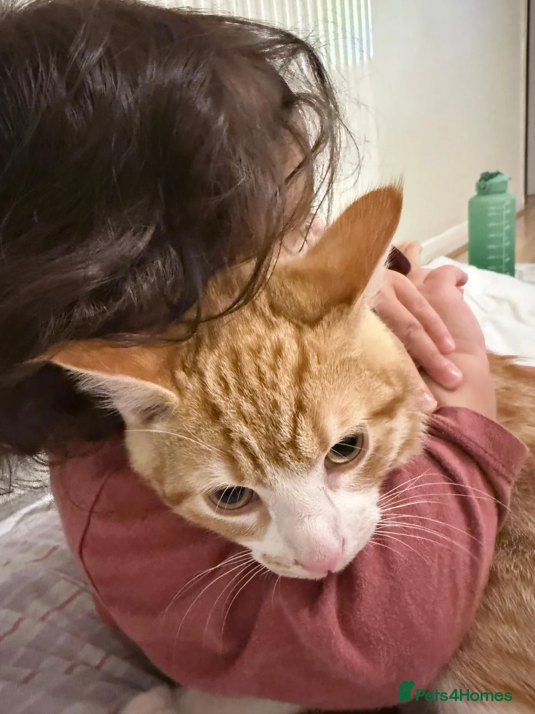 Mixed Breed cats for sale: Mixed breed cat - Advert 2