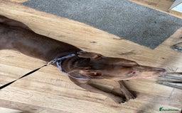 Mixed Breed dogs for sale: Mixed breed almost 1 year old  - Image 3