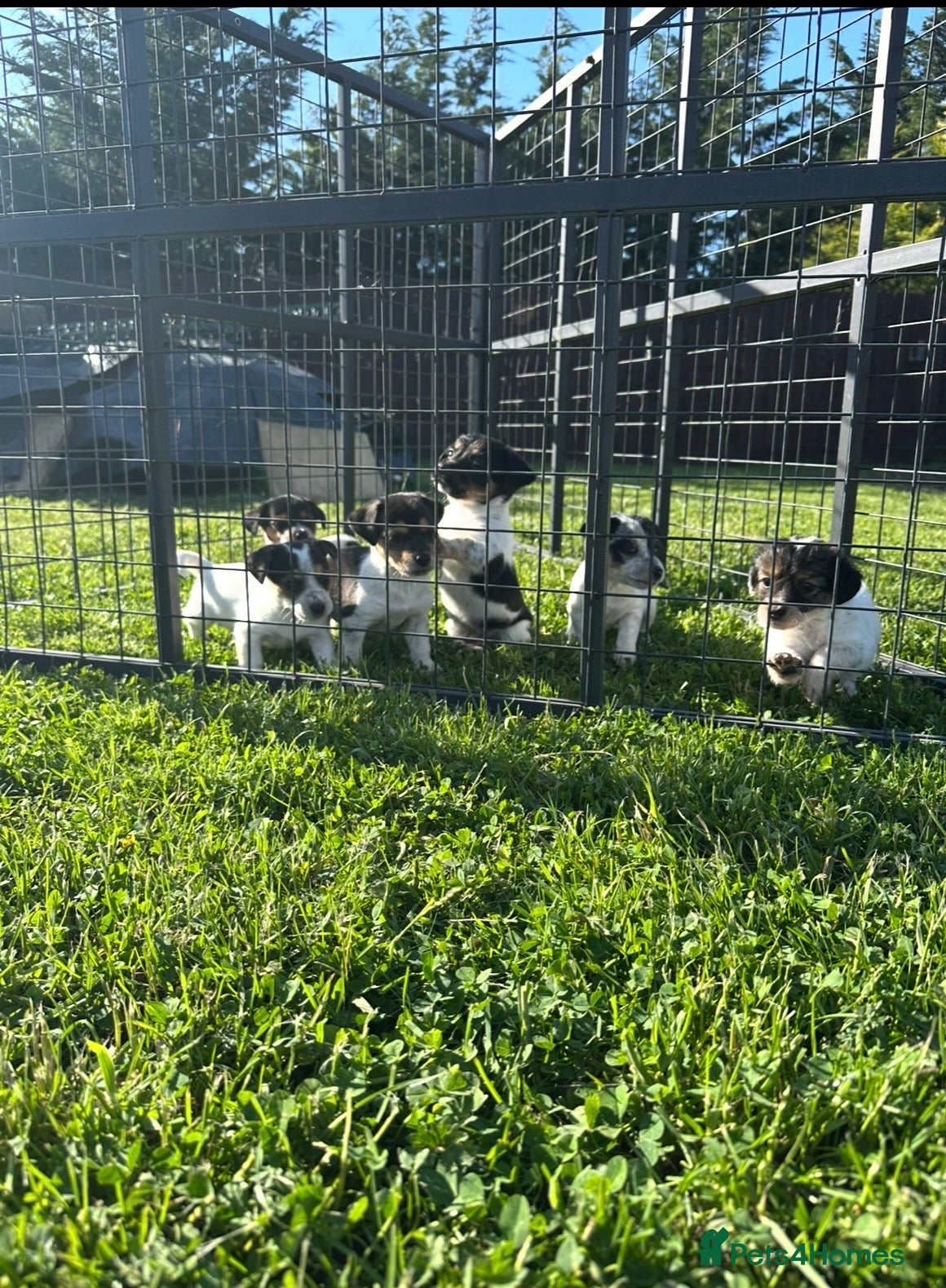 Jack Russell dogs Miniature Jack Russell puppies - Advert 2