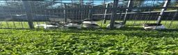 Jack Russell dogs for sale: Miniature Jack Russell puppies - Advert 2