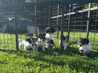 Jack Russell dogs Miniature Jack Russell puppies - Advert 2