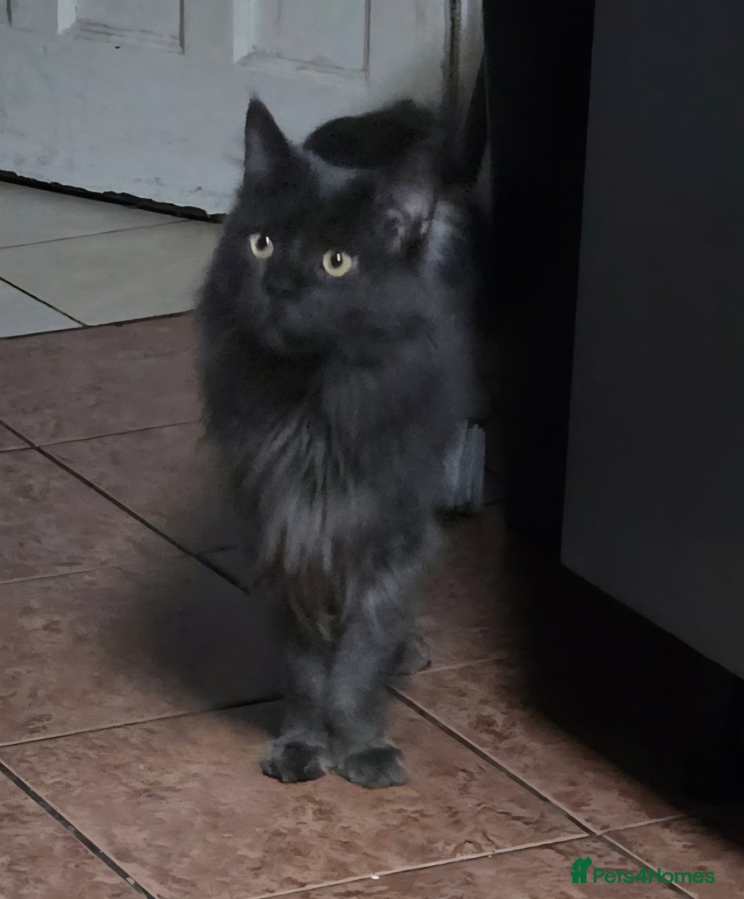 Maine Coon cats for sale: Giant maine coon kittens for sale  - Advert 28