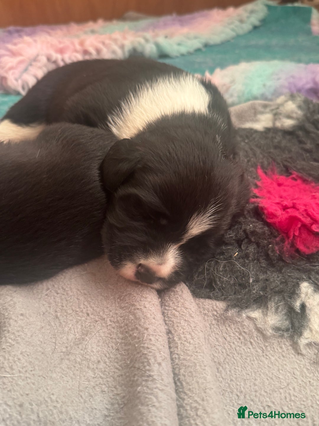 Sprollie dogs for sale: Sprollie puppies  - Image 2
