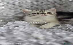 Persian cats for sale: Persian kittens  - Image 1