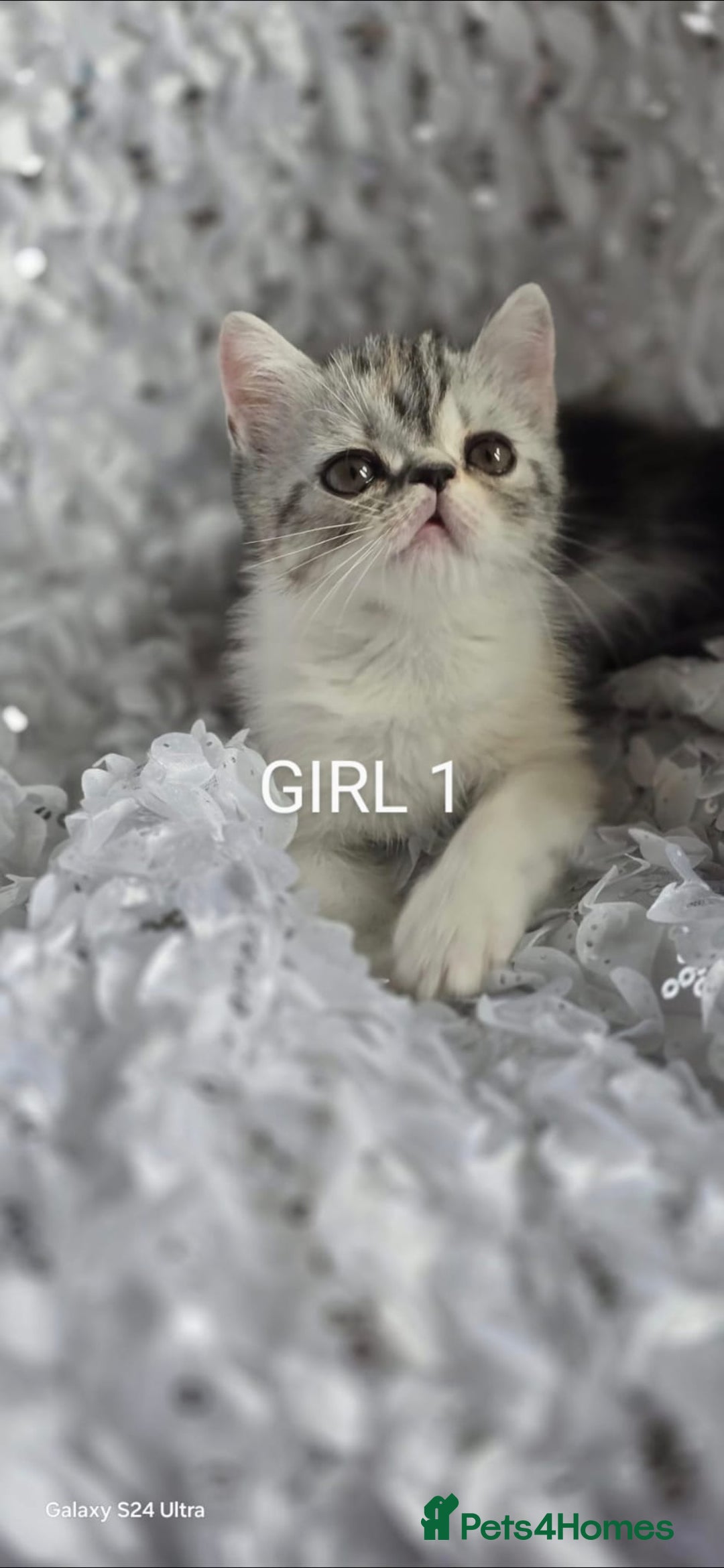 Persian cats for sale: Persian kittens  - Image 1