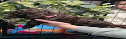 Cockapoo dogs for sale: Extensively health tested parents f1b cockapoo in Ongar - Advert 7