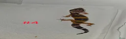 Leopard Gecko reptiles for sale: Leopard geckos available  - Advert 11